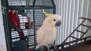 Cockada, ara nebo jaco: koho si vybrat